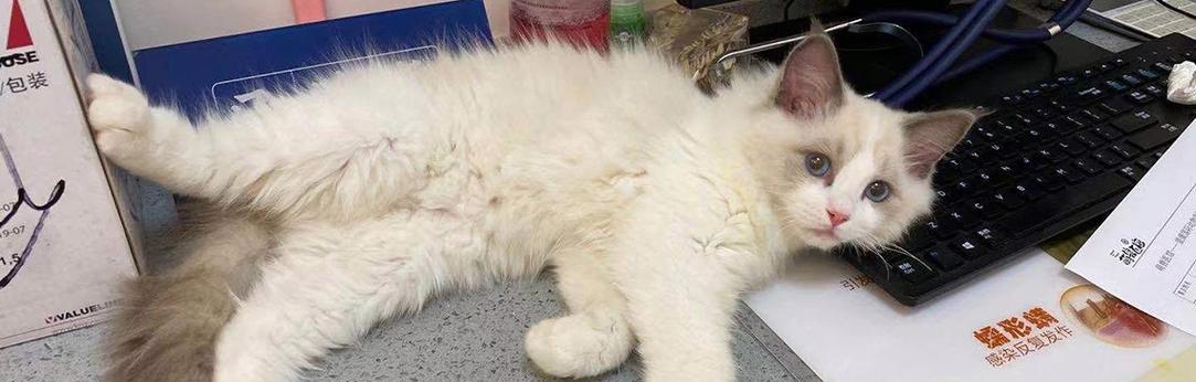 母猫为什么会赶小猫（宠物母猫赶小猫的原因与解决方法）
