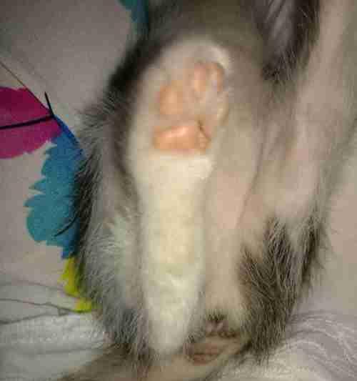 母猫为什么会赶小猫（宠物母猫赶小猫的原因与解决方法）