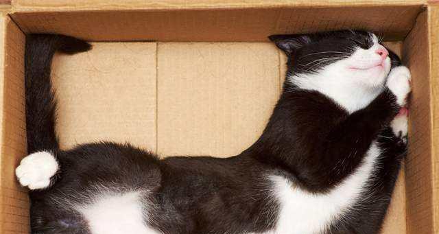 母猫如何教育小猫（宠物猫的家庭教育秘籍）