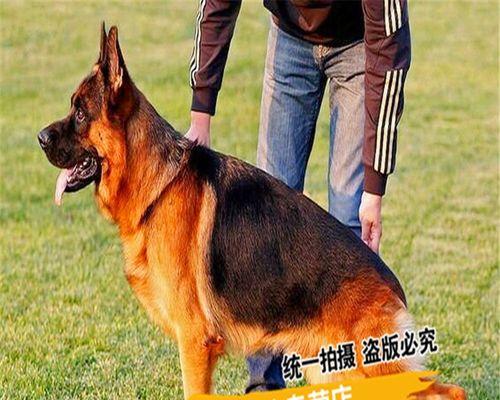 以牧羊红为主的犬种介绍（了解这种可爱的宠物犬）