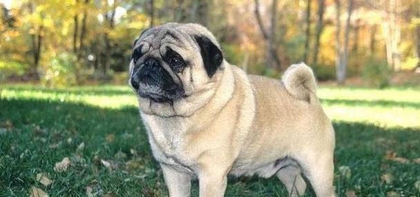 以牧羊红为主的犬种介绍（了解这种可爱的宠物犬）