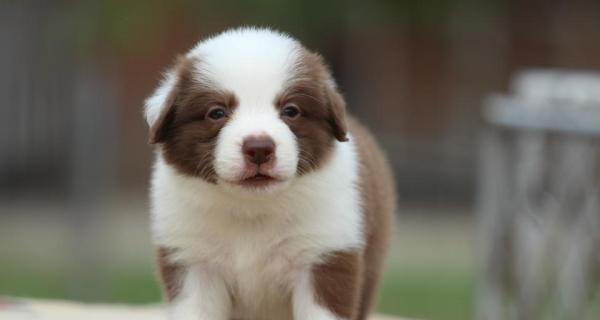 以牧羊红为主的犬种介绍（了解这种可爱的宠物犬）