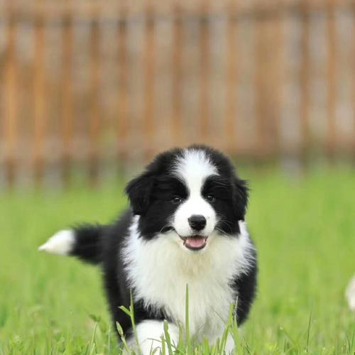 如何有效治疗牧羊犬的长癣问题（宠物健康须知）