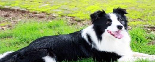 牧羊犬换毛困扰（如何让宠物犬快速、安全地褪毛）