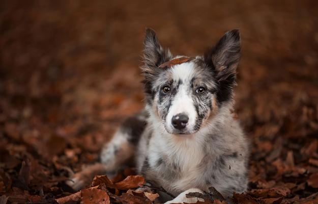探究牧羊犬腿软的病因与治疗