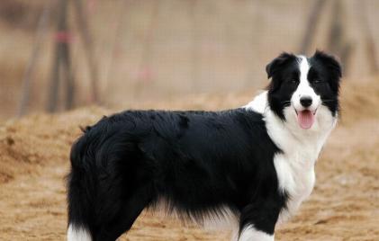 探究牧羊犬腿软的病因与治疗