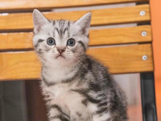 小猫的世界（以宠物为主的购物攻略）