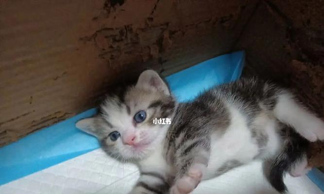 免费领养猫咪的好处与途径（寻找爱心家庭）