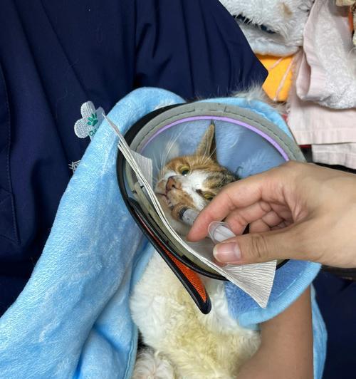 猫咪鼻饲干呕问题解决指南（以宠物为主）