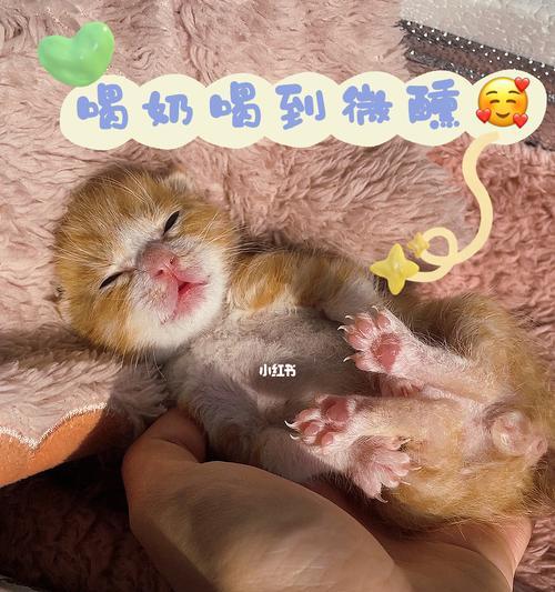 宠物奶猫为何不怎么喝奶了（探究奶猫不爱喝奶背后的原因与解决方法）