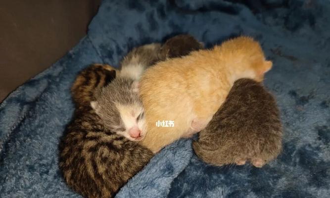 宠物奶猫为何不怎么喝奶了（探究奶猫不爱喝奶背后的原因与解决方法）