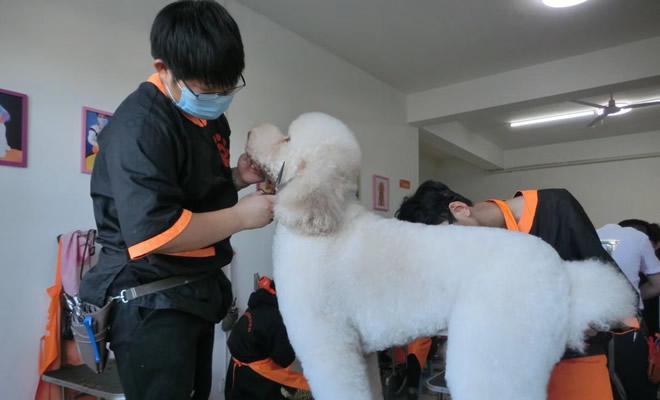 南京狗狗美容培训（学习狗狗美容技能）