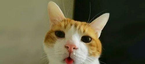 揭秘猫咪鼻支发病的过程（探究猫咪鼻支疾病的成因）