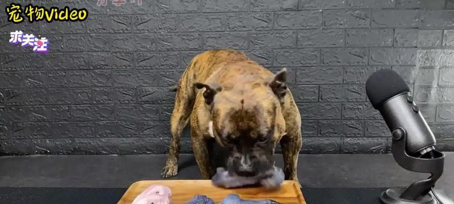 让宠物狗吃得健康——牛肉生食的正确方式（关注宠物饮食健康）