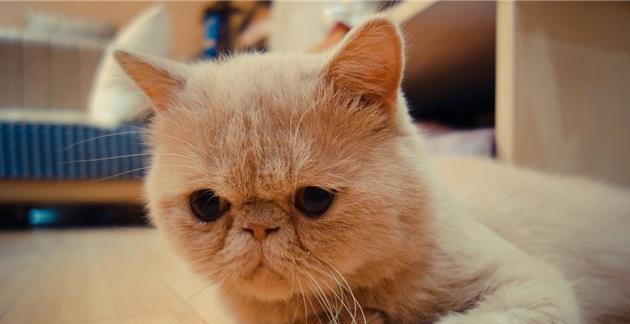 女孩养猫指南（如何选择适合女孩子养的猫）