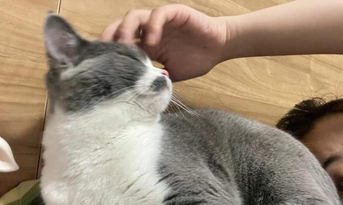 宠物猫咪便秘需要拍片吗（了解猫咪便秘的成因、症状及治疗方法）