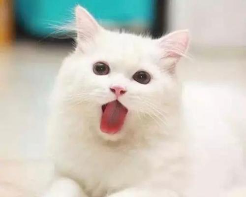 宠物猫咪便秘需要拍片吗（了解猫咪便秘的成因、症状及治疗方法）