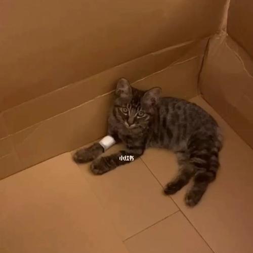 主题：猫咪抽搐的表现与应对方法