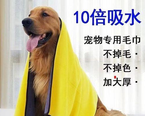 「以披毛巾的猫」是什么品种（探讨这一神秘猫咪的品种特征和历史背景）
