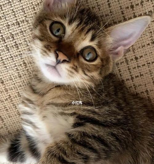 青岛市“救猫热线”为流浪小猫带来新希望（以爱之名——宠物领域中的一次力量感人的行动）