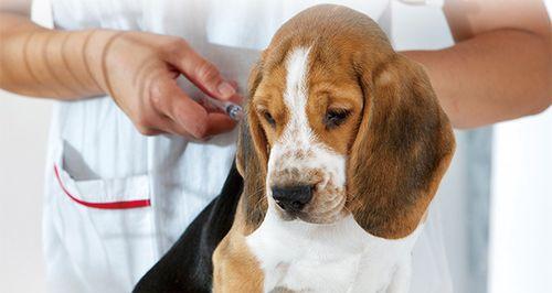 全面了解犬春天打疫苗，预防宠物疾病（宠物健康从预防开始）
