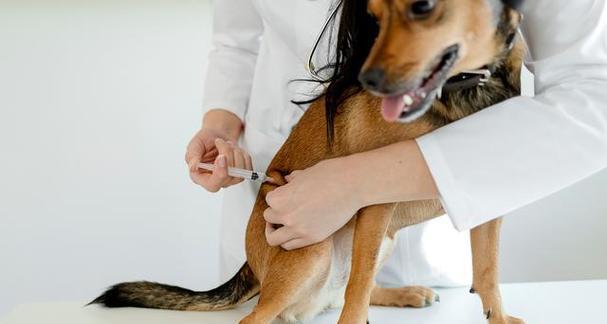 全面了解犬春天打疫苗，预防宠物疾病（宠物健康从预防开始）