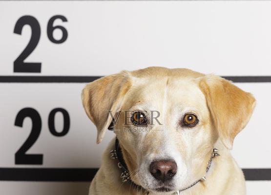 如何准确测量宠物犬的身高（掌握正确的测量方法）