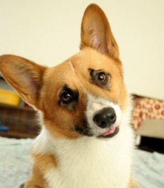 如何准确测量宠物犬的身高（掌握正确的测量方法）