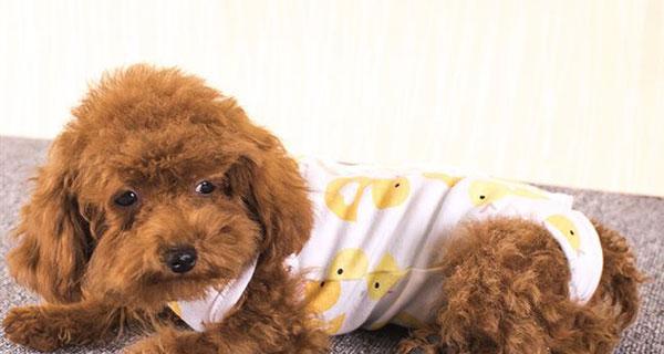 犬肺炎的预防与治疗（以宠物为主）