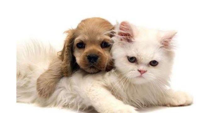 犬肺炎的预防与治疗（以宠物为主）