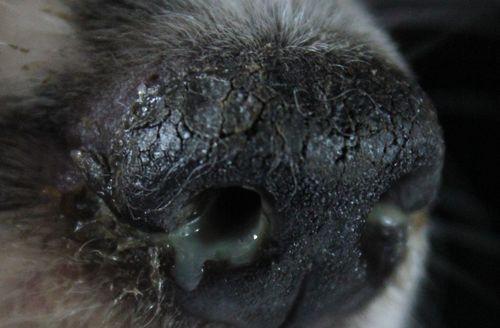 解决宠物犬流鼻涕的绝佳方法（健康犬犬喜跳跳）