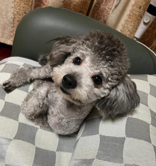 宠物犬热瘟症状大揭秘（详解犬热瘟的15种常见症状）