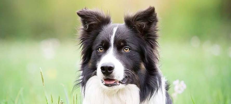 宠物犬热瘟症状大揭秘（详解犬热瘟的15种常见症状）