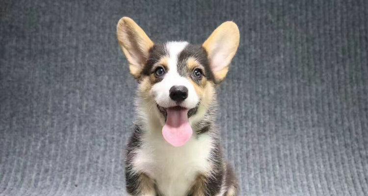 柯基犬舍价格汇总（探究柯基犬舍的价格）