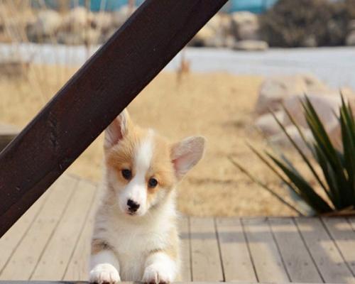 柯基犬舍价格汇总（探究柯基犬舍的价格）