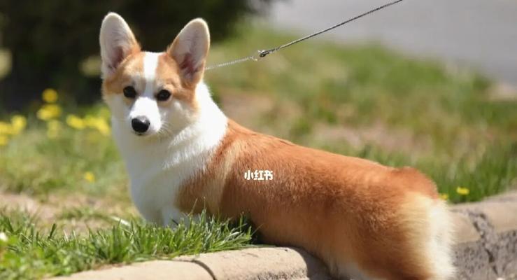 柯基犬舍价格汇总（探究柯基犬舍的价格）