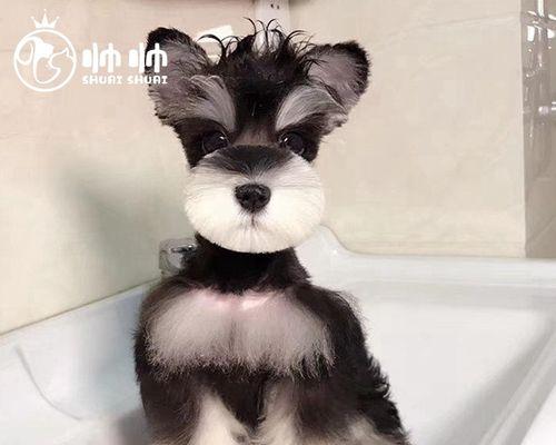 犬舍里的狗狗——宠物的真正故事（探索宠物的内心世界）