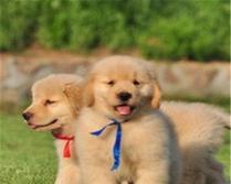 犬舍里的狗狗——宠物的真正故事（探索宠物的内心世界）