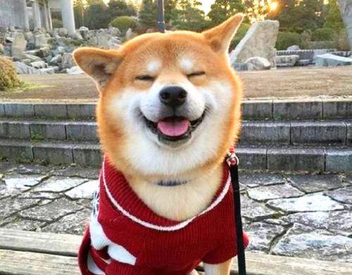 如何有效预防犬舍内的细小病毒感染（以宠物为主）