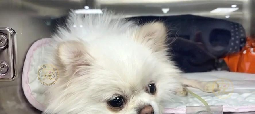 犬瘫痪的治疗（探讨以激素治疗犬瘫痪的效果与注意事项）