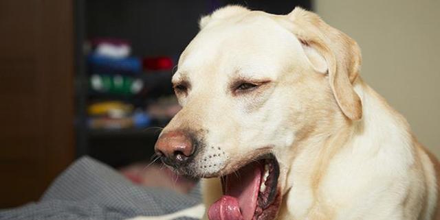 犬胃异物问题解决方案（宠物健康必备——犬胃异物的预防与处理）