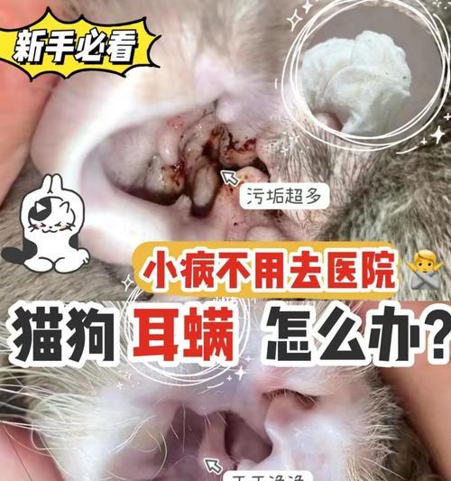 用猫咪除耳螨的有效程序（宠物健康护理方法）