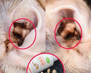用猫咪除耳螨的有效程序（宠物健康护理方法）
