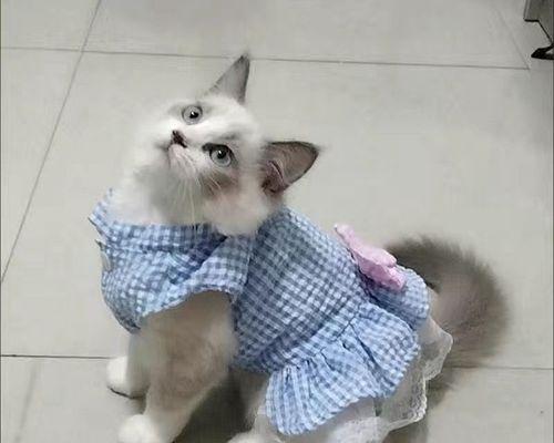 猫咪到新家坏肚子怎么办（宠物到新环境易出现肠胃问题）