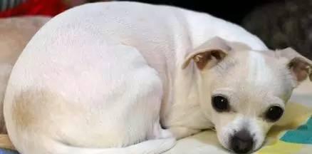揭秘犬瘟的成因与防治方法（宠物爱护者必看）