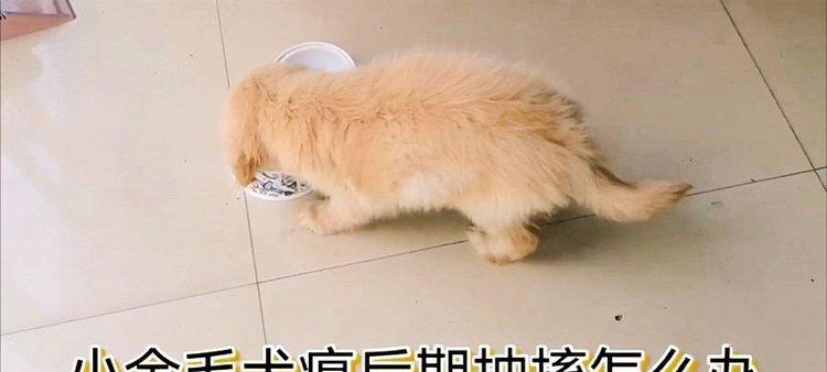 揭秘犬瘟的成因与防治方法（宠物爱护者必看）