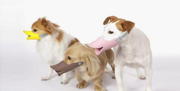 以犬蕴热，如何选择适合的针剂