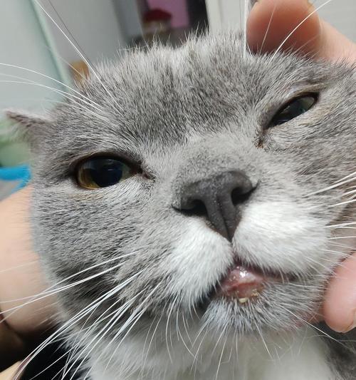 猫咪脓包的预防和治疗方法（宠物主人必读）