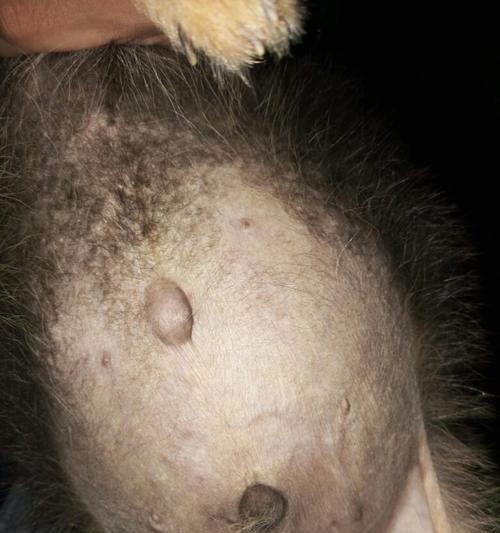 猫咪脓包的预防和治疗方法（宠物主人必读）