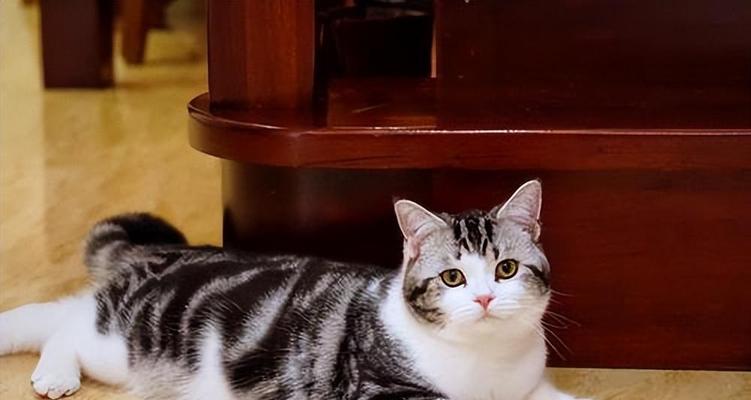 猫咪的双音奏鸣——探秘短促的“喵呜”（宠物猫咪的语言沟通秘密揭露）